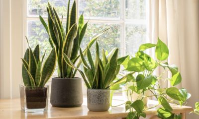 Vai tr&ograve; của việc trồng v&agrave; chăm s&oacute;c c&acirc;y xanh